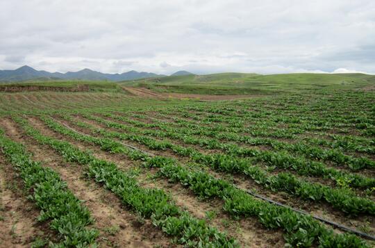 菠菜的營養價值與功效