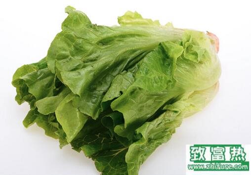 2017種生菜賺錢嗎？2017種生菜前景及市場價格行情分析