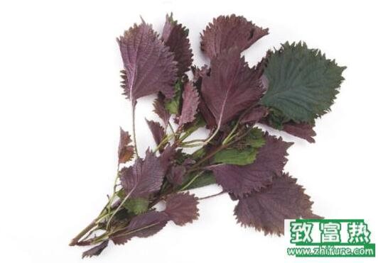 2017種紫蘇賺錢嗎？2017種紫蘇前景及市場價格行情分析