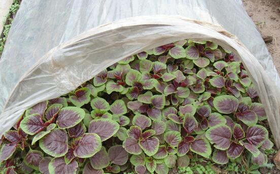 2017種莧菜賺錢嗎?