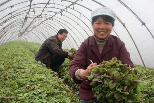 2017種植莧菜的前景和市場價格行情