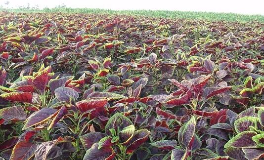 莧菜的栽培技術