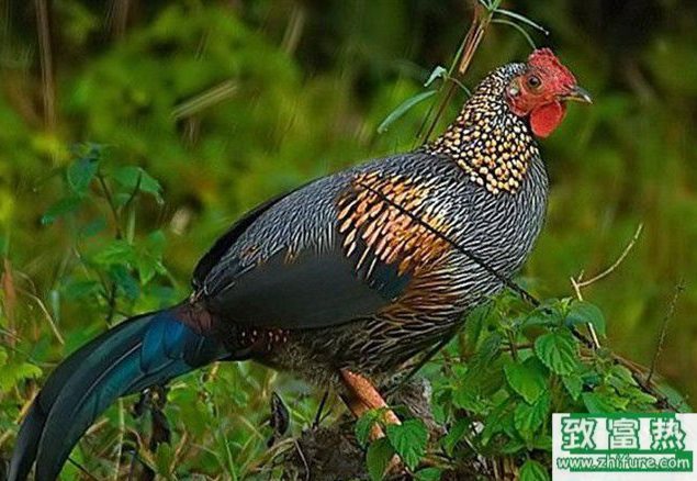 2017有前景的養(yǎng)殖項(xiàng)目