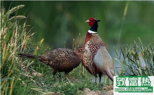 養殖野雞需要提供什么樣的環境?