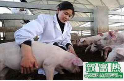 春季豬會有哪些病癥？一定要注意防治