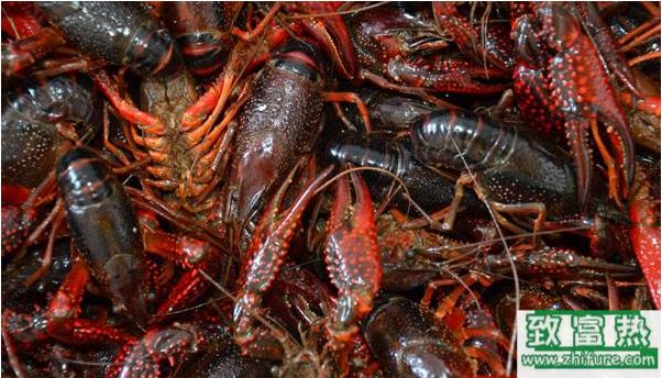 飼養小龍蝦的技巧和方法