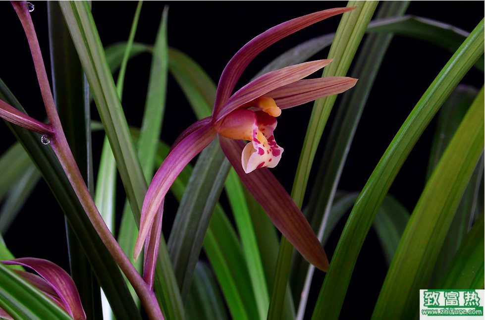 朱砂蘭的種植方法