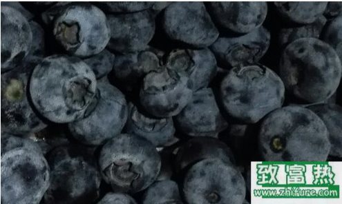 自制藍(lán)莓干的做法