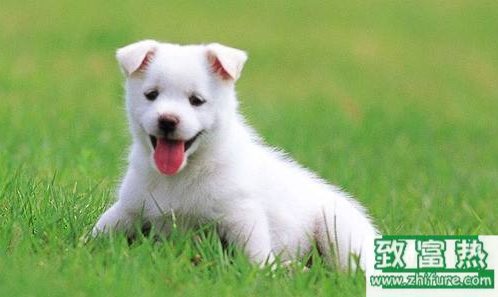 狗狗咳嗽的原因和處理辦法