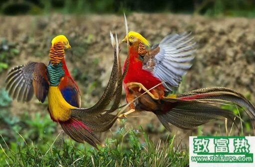 2017養錦雞賺錢嗎?2017錦雞養殖前景及市場價格行情分析