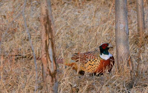 2017養(yǎng)錦雞賺錢嗎?