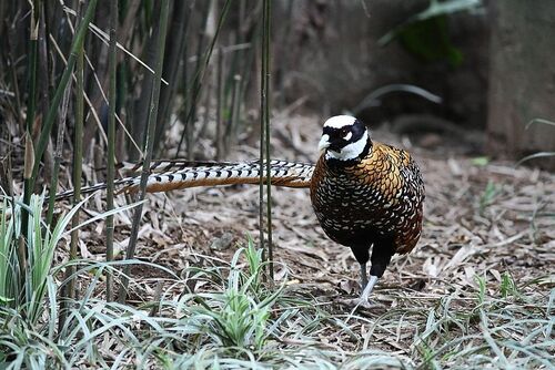 2017錦雞養(yǎng)殖前景及市場價格行情分析