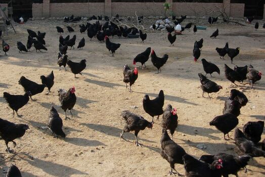 2017烏雞養(yǎng)殖前景及市場(chǎng)價(jià)格行情分析