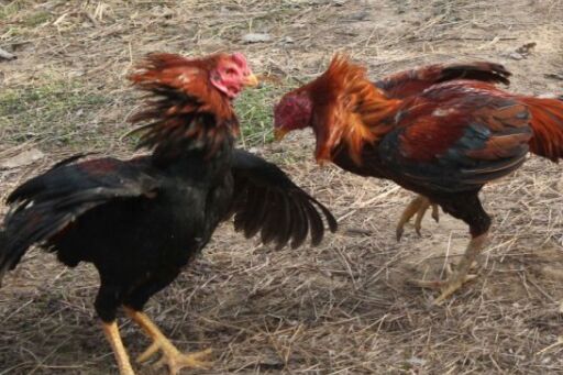 2017養斗雞賺錢嗎?