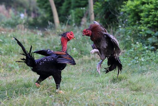 2017斗雞養殖前景及市場價格行情分析