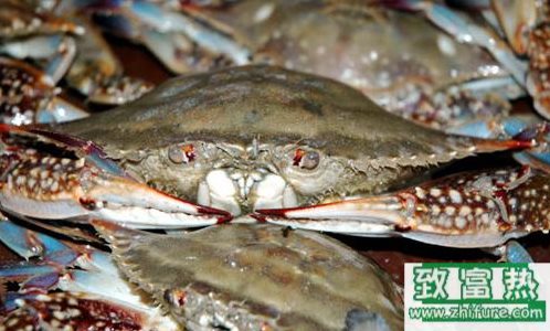 養(yǎng)殖梭子蟹的技術(shù)和方法 