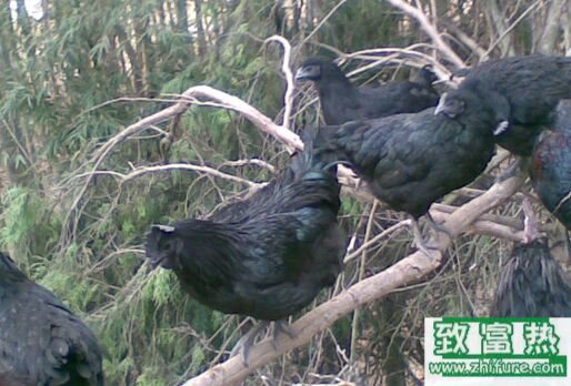 2017養(yǎng)烏雞賺錢嗎？2017烏雞養(yǎng)殖前景及市場(chǎng)價(jià)格行情分析