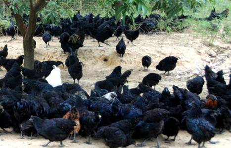 2017養(yǎng)烏雞賺錢嗎？