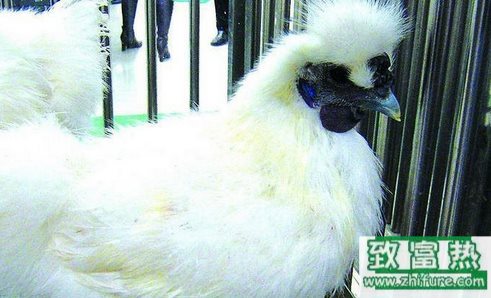 2017養殖什么能賺錢？