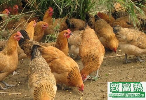 2017養土雞賺錢嗎？2017土雞養殖前景及市場價格行情分析
