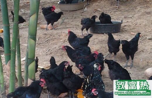 2017養(yǎng)綠殼蛋雞賺錢嗎？2017綠殼蛋雞養(yǎng)殖前景及市場(chǎng)價(jià)格行情分析