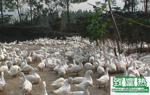 2017養蛋鴨賺錢嗎？2017蛋鴨養殖前景及市場價格行情分析