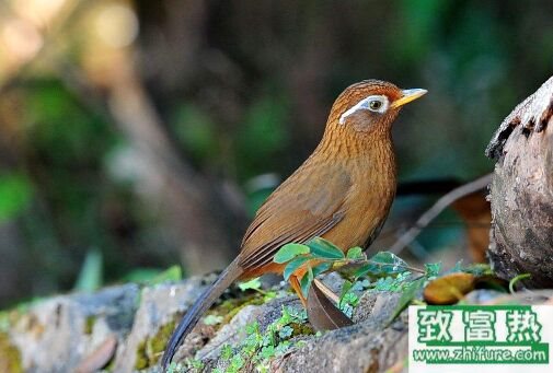 2017養畫眉賺錢嗎？2017畫眉養殖前景及市場價格行情分析