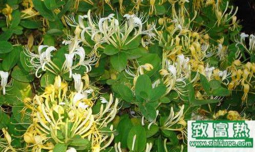 2017種植金銀花前景到底怎么樣？