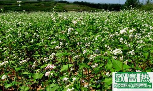 蕎麥種植的技術