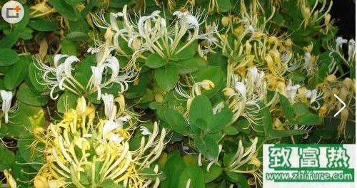 金銀花能治療濕疹嗎？金銀花如何治療濕疹？