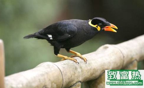 鷯哥雛鳥的挑選