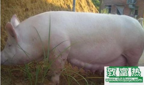 八大懷孕母豬不宜用的藥物