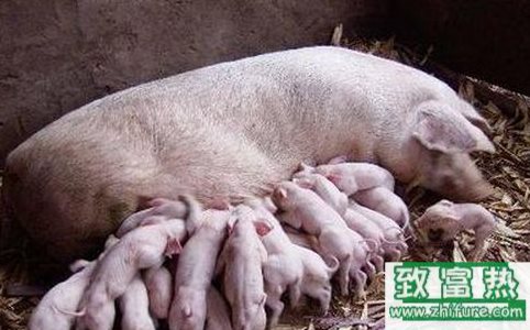 母豬發病前的征兆，你都知道嗎？