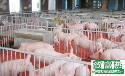 養豬場驅蟲程序的具體步驟