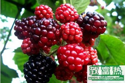 覆盆子的種植技術、日常護理和生長習性