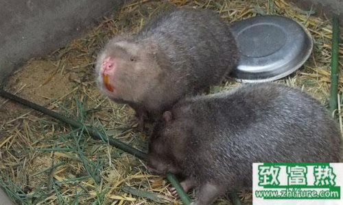 竹鼠的養殖效益