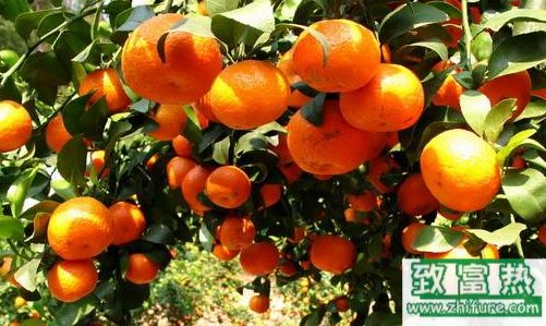 2017種沙糖桔賺錢嗎？沙糖桔的種植前景