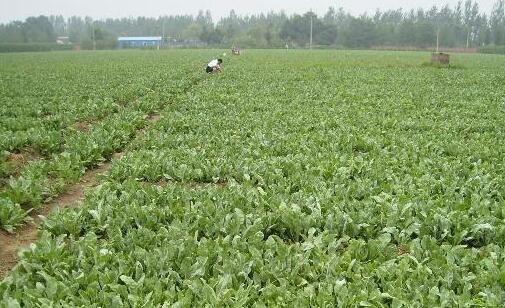 2017種板藍根賺錢嗎？