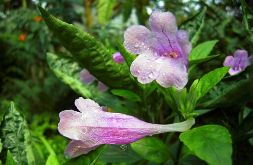 板藍根的種植技術