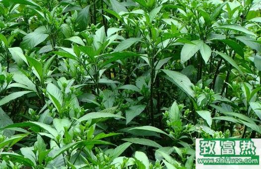 2017種板藍根賺錢嗎?2017種板藍根前景及市場價格行情分析