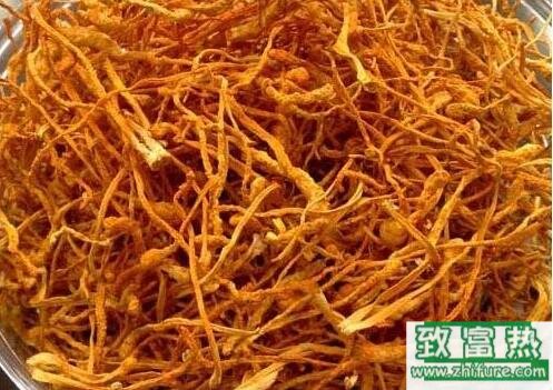 2017種蠶蟲(chóng)草賺錢(qián)嗎？2017種蠶蟲(chóng)草前景及市場(chǎng)價(jià)格行情分析