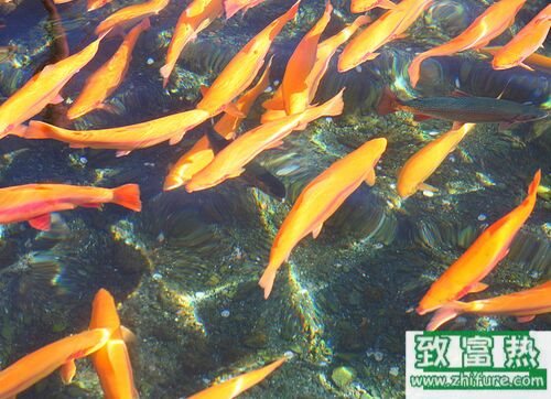 2017養(yǎng)虹鱒魚(yú)賺錢(qián)嗎？2017虹鱒魚(yú)養(yǎng)殖前景及市場(chǎng)價(jià)格行情分析