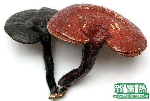 2017種靈芝賺錢嗎？2017種靈芝前景及市場價格行情分析