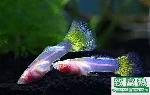 2017養孔雀魚賺錢嗎？2017孔雀魚養殖前景及市場價格行情分析