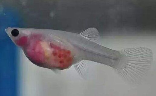 2017養孔雀魚賺錢嗎?