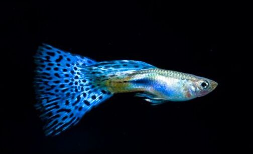 2017孔雀魚養殖前景及市場價格行情分析