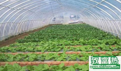 溫室越冬菜立春后管理措施