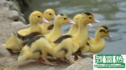 小鴨飼養大全