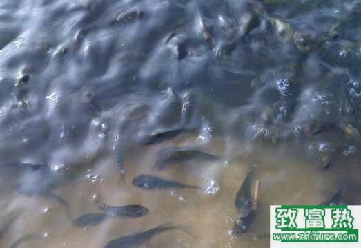 2017養(yǎng)羅非魚賺錢嗎？2017羅非魚養(yǎng)殖前景及市場價格行情分析