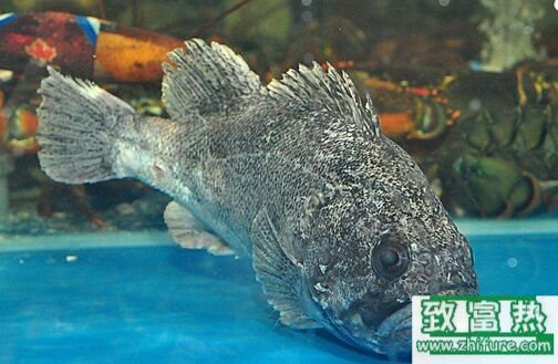 2017養石斑魚賺錢嗎？2017石斑魚養殖前景及市場價格行情分析